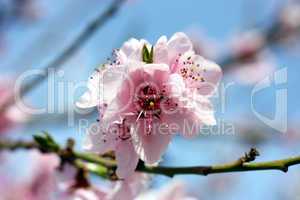 pfirsichbaumblüte