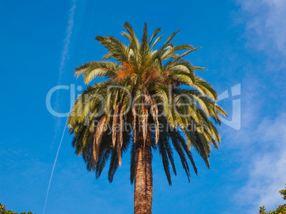 Palm tree