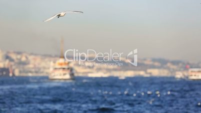 slow motion flock seagull with passenger ship