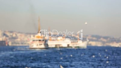 flock seagull with passenger ship