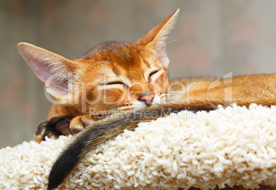 Abyssinian kitten