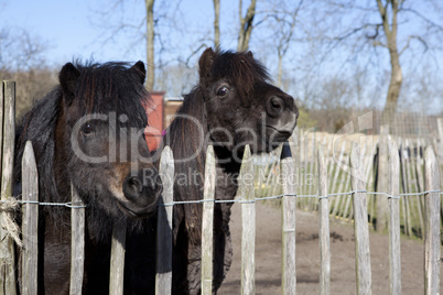 two ponies look over the fence