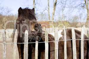 pony stands at the fence