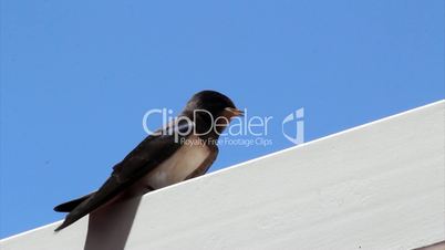 Young Martin (Delichon urbicum), a migratory passerine bird