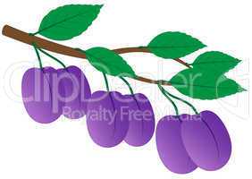branch of ripe plums