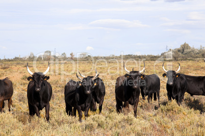 young bulls