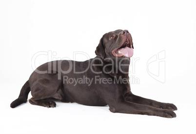 brown dog lying