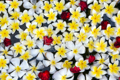 floating frangipani flowers background