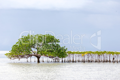 beautiful mangrove tree growing on the seashore