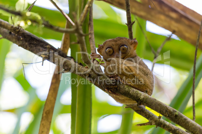 filipino tarsier