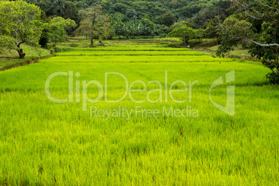 vivid rice field