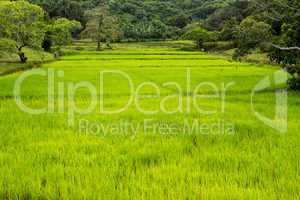 vivid rice field
