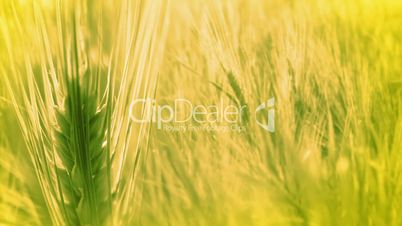 Background with Ears of Wheat