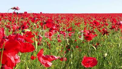 Endless Poppy Field