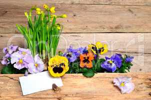 frühling blumen holz hintergrund