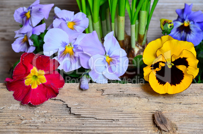 frühling blumen holz hintergrund Ostern