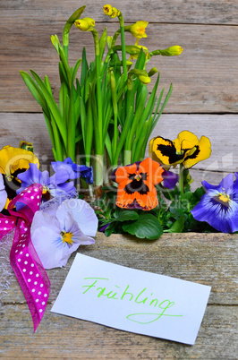 frühling blumen holz hintergrund