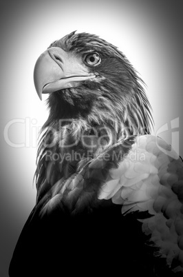 eastern imperial eagle bw