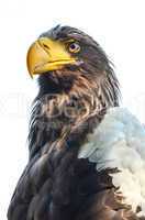 eastern imperial eagle