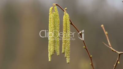 Corylus avellana, Hazelnoot male flowers