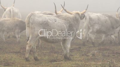Hungarian grey cows in winter