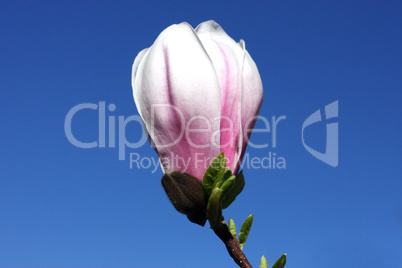 magnolienblüte