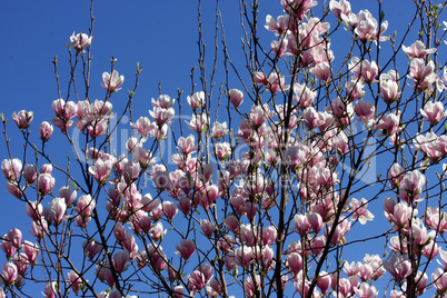 magnolienblüte