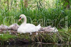 Schwan, Schwäne, Familie, Kinder, Babys, putzen, weiß, grau, klein, Nest, Aufzucht, aufwachsen, Spreewald, typisch, Ufer, grün, Busch, Fluss, Fliess, am Wasser, jung, Vögel,