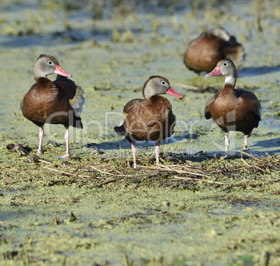 ducks in florida wetlands
