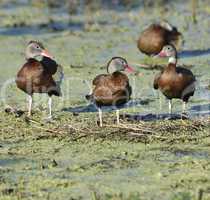 ducks in florida wetlands