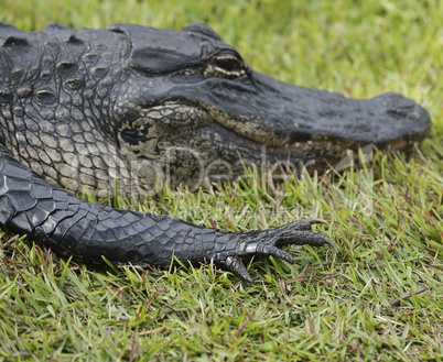 alligator