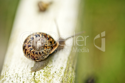 Schnecke im Garten