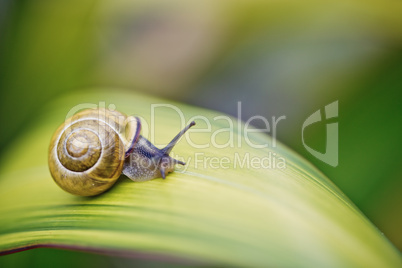 Schnecke im Garten