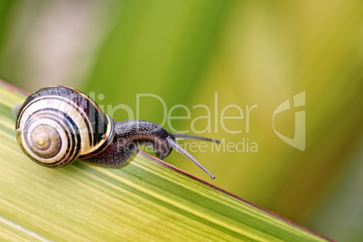 Schnecke im Garten