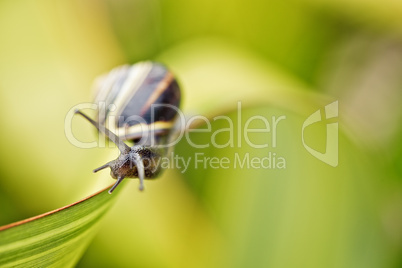 Schnecke im Garten