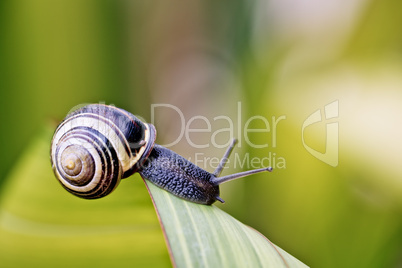 Schnecke im Garten