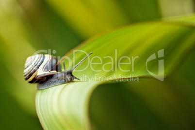 Schnecke im Garten