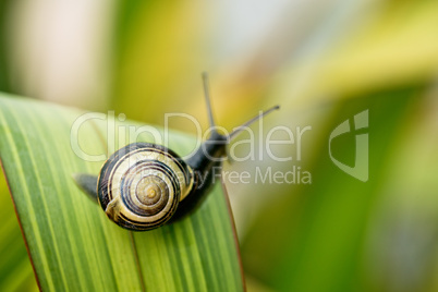 Schnecke im Garten