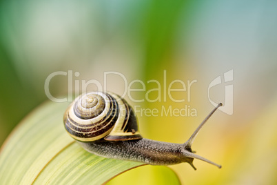 Schnecke im Garten