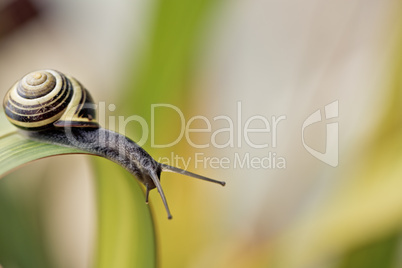 Schnecke im Garten