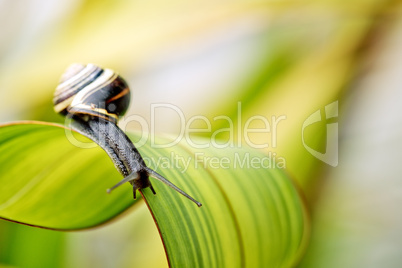 Schnecke im Garten