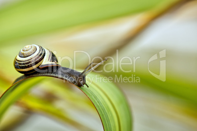 Schnecke im Garten