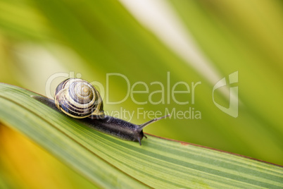 Schnecke im Garten