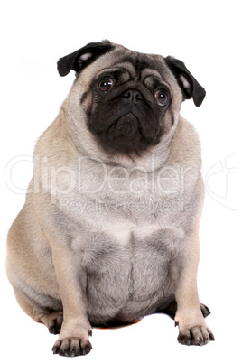 pug