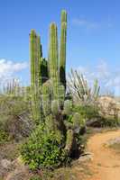 Vegetation von Aruba, ABC Inseln