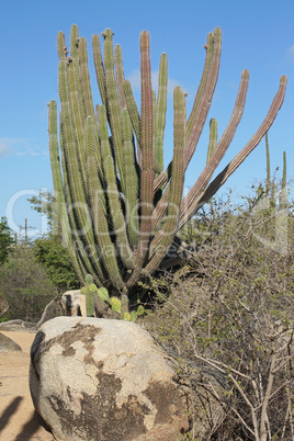 Vegetation von Aruba, ABC Inseln