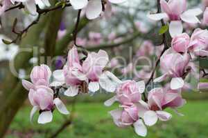 Magnolie (Magnolia)
