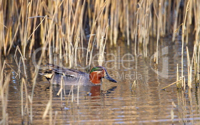 eurasian (or common) teal duck in the pond