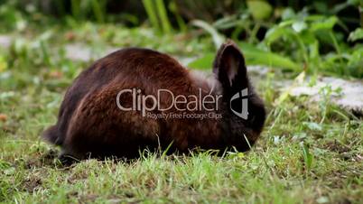 rabbit on the lawn, digging a burrow