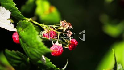 wild raspberries on the branch, close up